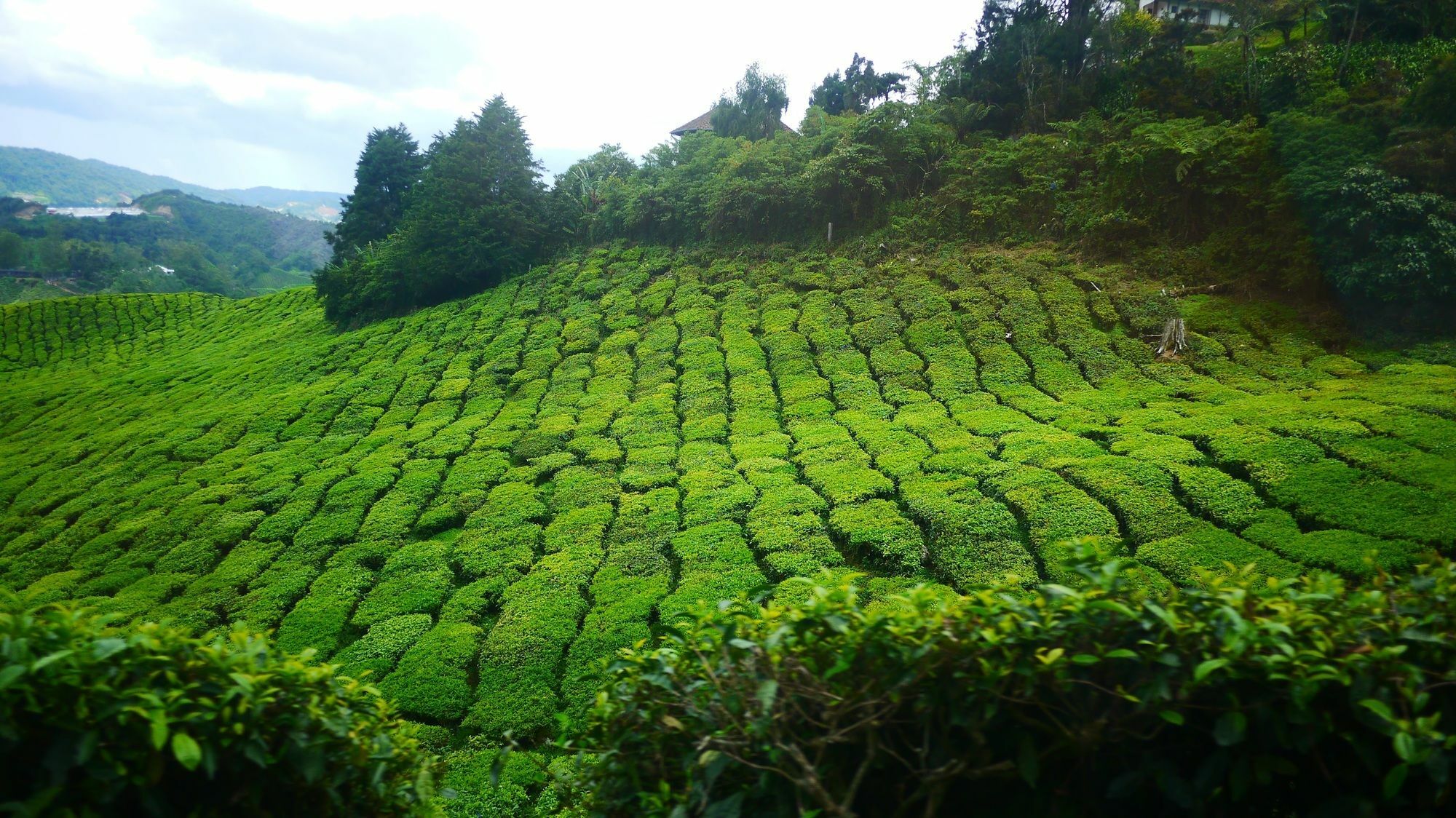 Zetter Suites @ Cameron Cameron Highlands Esterno foto